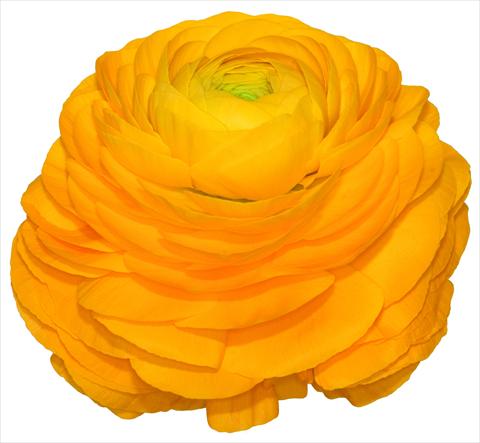 photo of flower to be used as: Pot and bedding Ranunculus asiaticus Elegance® Giallo 81
