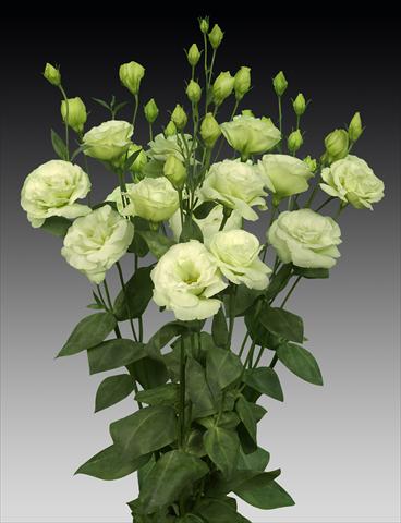 photo of flower to be used as: Cutflower Lisianthus (Eustoma rusellianum) Cessna Green