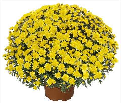 Pot and bedding  Chrysanthemum multiflora  Pamplona Jogger Yellow