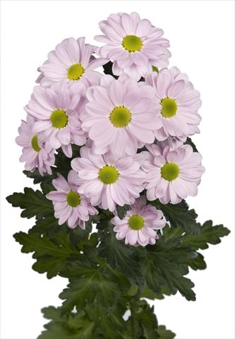 photo of flower to be used as: Pot and bedding Chrysanthemum Bacardi Pearl