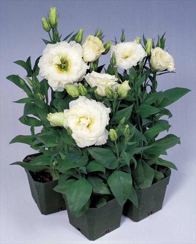 photo of flower to be used as: Pot and bedding Lisianthus (Eustoma rusellianum) Matador White