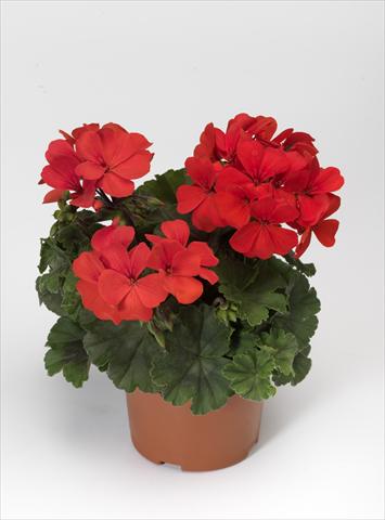 photo of flower to be used as: Patio, pot Pelargonium hybrid Dark Caliente® Orange