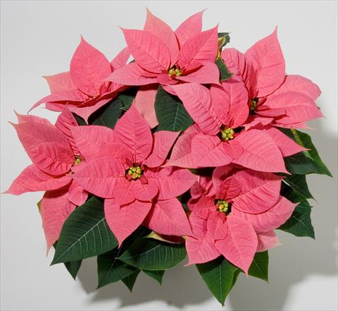 photo of flower to be used as: Pot Poinsettia - Euphorbia pulcherrima Christmas Beauty Pink