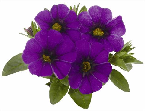 photo of flower to be used as: Pot, patio, basket Calibrachoa RED FOX Aloha® Kona True Blue