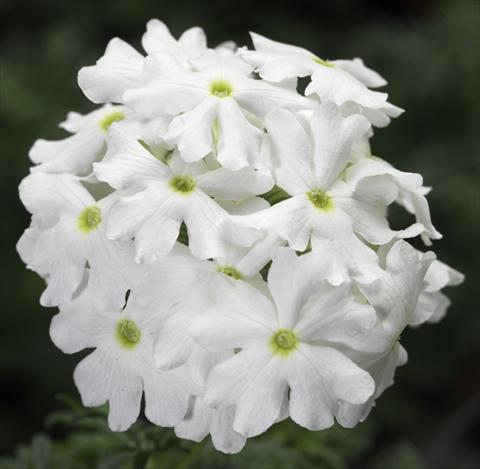 photo of flower to be used as: Pot, patio, basket Verbena Lanai® White Improved