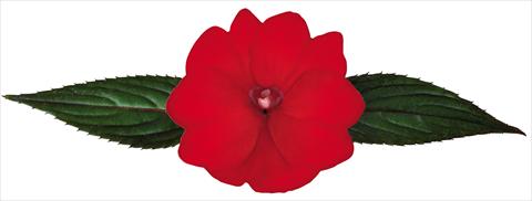 photo of flower to be used as: Pot, bedding, patio, basket Impatiens N. Guinea Galaxy® Rubeo