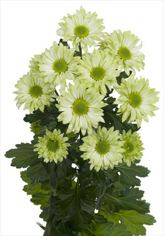 photo of flower to be used as: Cutflower Chrysanthemum Green Spirit