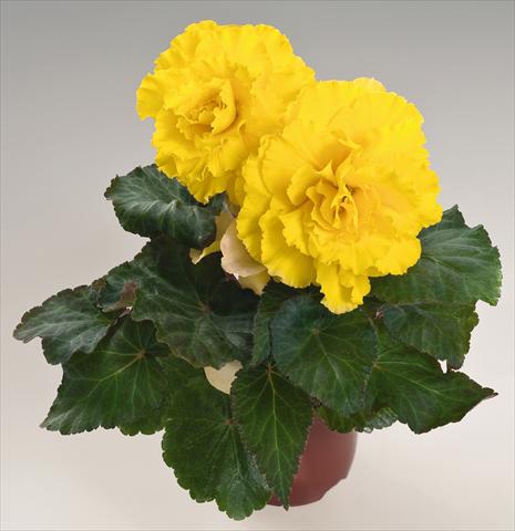 photo of flower to be used as: Pot, bedding, patio, basket Begonia tuberhybrida NonStop® Yellow with Red Back