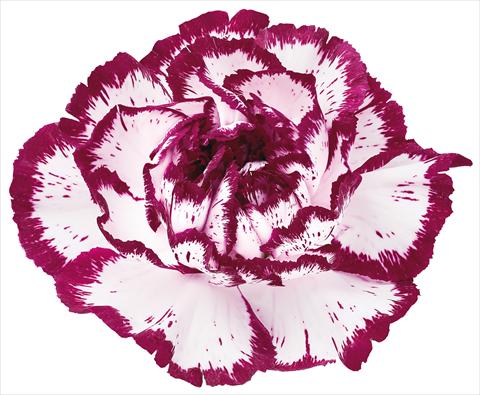 photo of flower to be used as: Cutflower Dianthus caryophyllus Bacarat