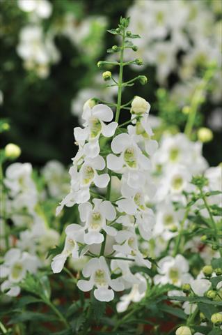 photo of flower to be used as: Pot, bedding, patio, basket Angelonia Archangel White