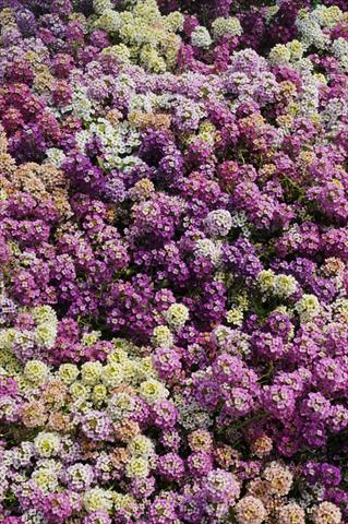 photo of flower to be used as: Pot and bedding Lobularia maritima Easter Bonnet Formula Mixture Improved