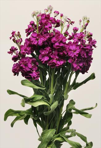 photo of flower to be used as: Bedding / border plant Matthiola incana Katz Purple