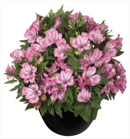 photo of flower to be used as: Pot and bedding Alstroemeria Inticancha® Imala